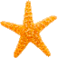 Starfish bullet